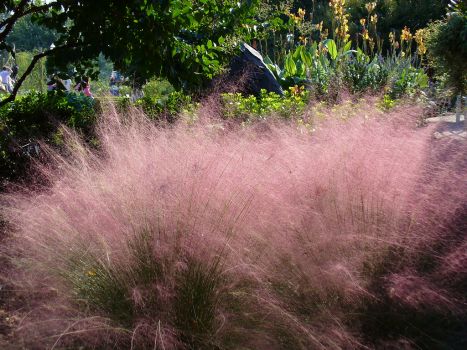 Pink Muhly Muhlenbergia Capillaris Grass in a 1 Trade Gallon Container…0.667 gallons of dirt
