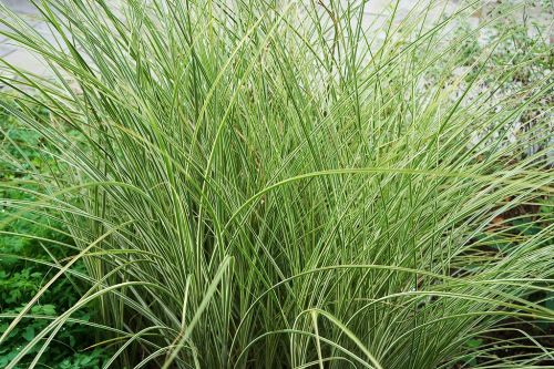 Gracillimus Miscanthus Maiden Grass in 4 Inch Containers