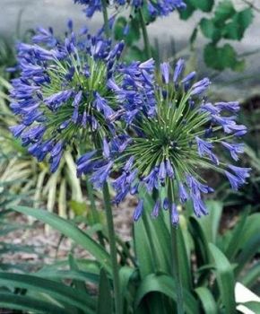 Stevie’s Wonder Blue Agapanthus Plants in 3.5″ Pots