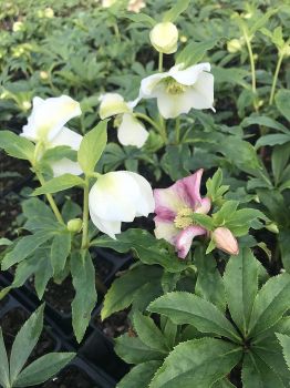 Lenten Rose/ Hellebore Mix 5 Bareroot Plants Great for Fall Planting!!!