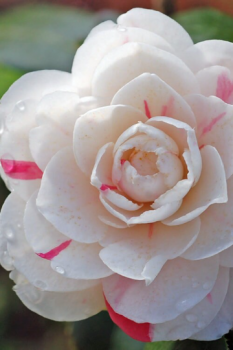April Dawn Camellia in 4 inch pot *Cold and Heat Sensitive* Cannot Ship Out of the USA