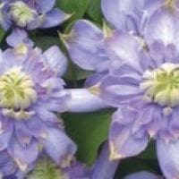Clematis ‘Blue Light’ in a 4″ pot– You Choose Amount!!!