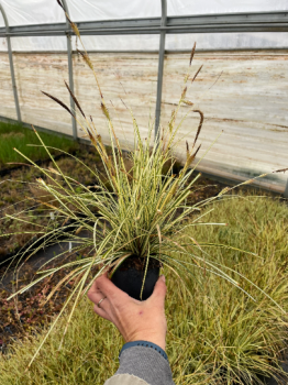Carex Evergold-Containers in 4 Inch Size! You choose amount!