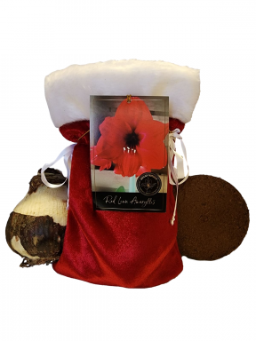 Red Lion Amaryllis Holiday Gift Growing Kit, Includes a Red Gift Bag, Red Lion Amaryllis Bulb, & Pro