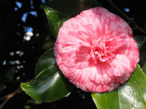 Dad’s Pink Camellia in 4 inch pot *Cold and Heat Sensitive* Cannot Ship Out of the USA