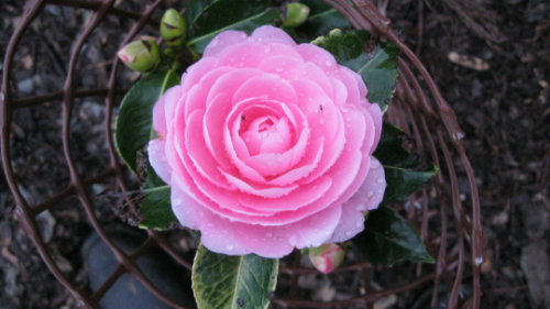EG Waterhouse Pink Camellia in 4 inch pot *Cold and Heat Sensitive* Cannot Ship Out of the USA