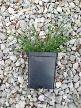 Hamlen Grass in 2.5 inch Containers/ Dwarf Fountain Grass–one plant per pot, you choose number of