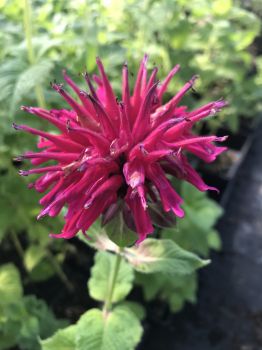 Bee Balm Fireball Monarda Plants in Separate 4 inch containers- Daylily Nursery…one plant per pot,