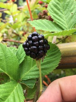 Triple Crown Thornless Blackberry Plants-Produce Sweet Berries-Zones: 5-9 In 3.5 inch plugs