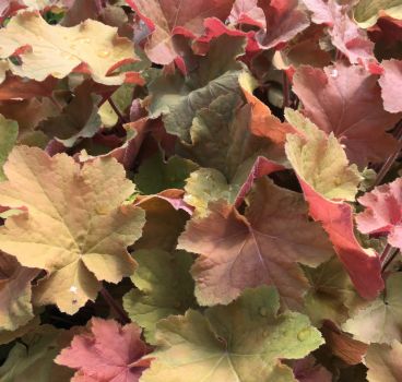 Caramel Heuchera/ Coral Bells in 4 Inch Pots– Great for Fall Planting!