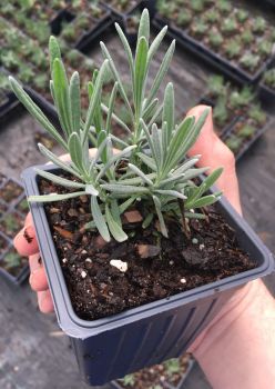 Phenomenal Lavender Plants in 4 Inch Pots
