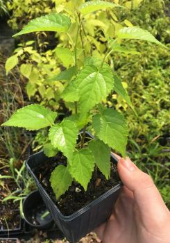 Dwarf Everbearing Mulberry: Morus nigra – in a 4 Inch Pot Tennessee Grown