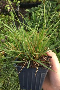 Hamlen Grass in 4 Inch Containers/ Dwarf Fountain Grass