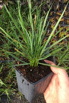 Karl Foerster Ornamental Feather Reed Grass – Live Plant – 4 Inch Pot