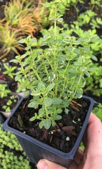 Variegated Lemon Thyme Plant – Smells Like Lemon/Tastes Like Lemon – 4″ Pot