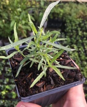 TARRAGON (French) Live Plants Herb Plant in a 4 inch pot