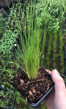 Mexican Feather Grass, Starter Plant in 4 Inch Cups