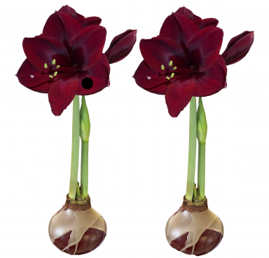 2 Elegant Burgundy Gold Waxed Black Pearl Amaryllis Bulbs!! Perfect Pair for Your Banquet Table!!