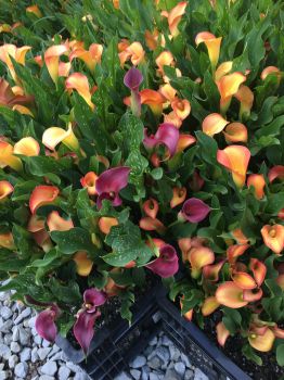 Mixed Calla Lily Plants in 3.5″ Pots—You Choose How Many!!!