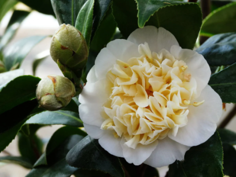 Jury Yellow Camellia in 4 inch pot *Cold and Heat Sensitive* Cannot Ship Out of the USA