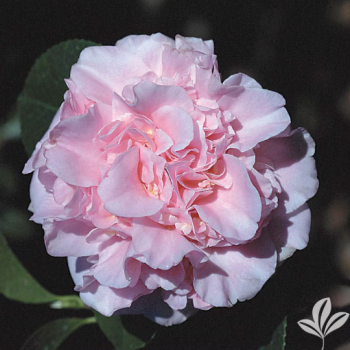 King’s Ransom Camellia in 4 inch pot *Cold and Heat Sensitive* Cannot Ship Out of the USA