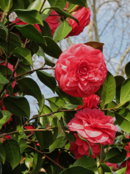 Kramer’s Supreme Camellia in 4 inch pot *Cold and Heat Sensitive* Cannot Ship Out of the USA