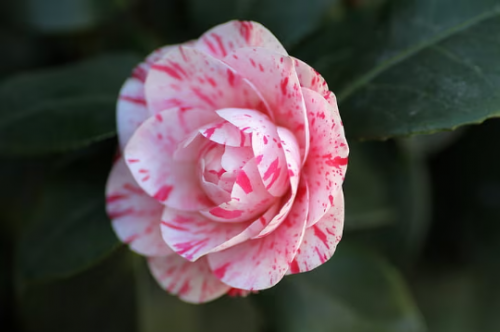 La Peppermint Camellia in 4 inch pot *Cold and Heat Sensitive* Cannot Ship Out of the USA