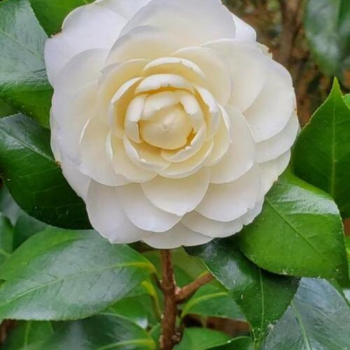 Lemon Glow Camellia in 4 inch pot *Cold and Heat Sensitive* Cannot Ship Out of the USA