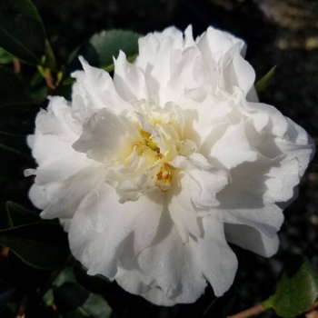 Mine-No-Yuki Camellia in 4 inch pot *Cold and Heat Sensitive* Cannot Ship Out of the USA