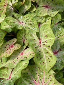 Miss Muffet Caladium in 3.5 inch pots