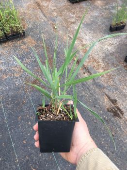 Northwind Switchgrass / Panicum virgatum–in a 3.5 inch pot