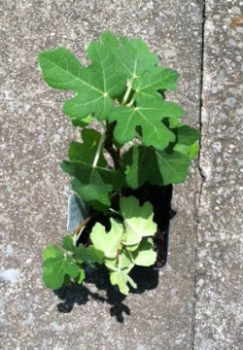 Olympian Fig Plants in 4 Inch Containers, Well Rooted and Sturdy! Plant now, get roots established f