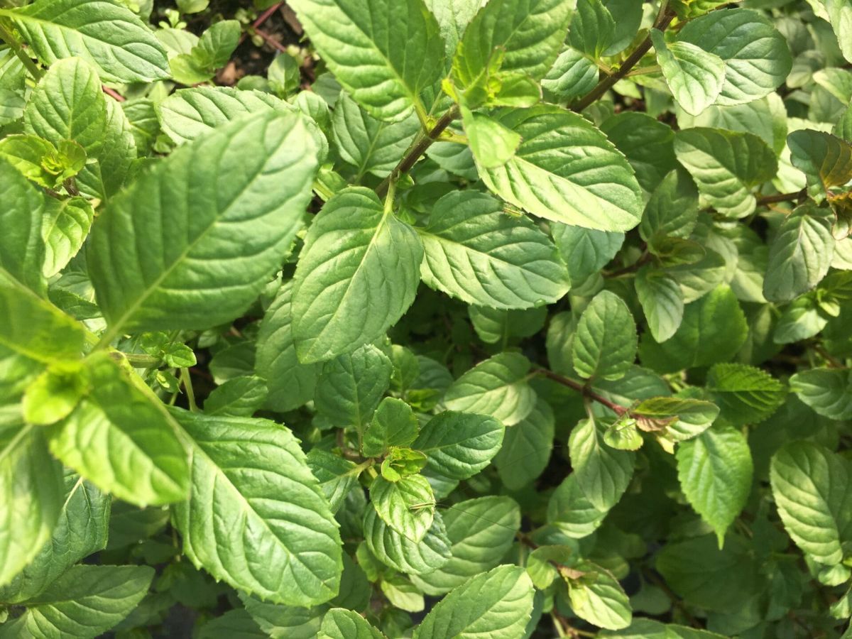 Organic orange mint plant 1 count Large- Grown in the discount U.S.A.