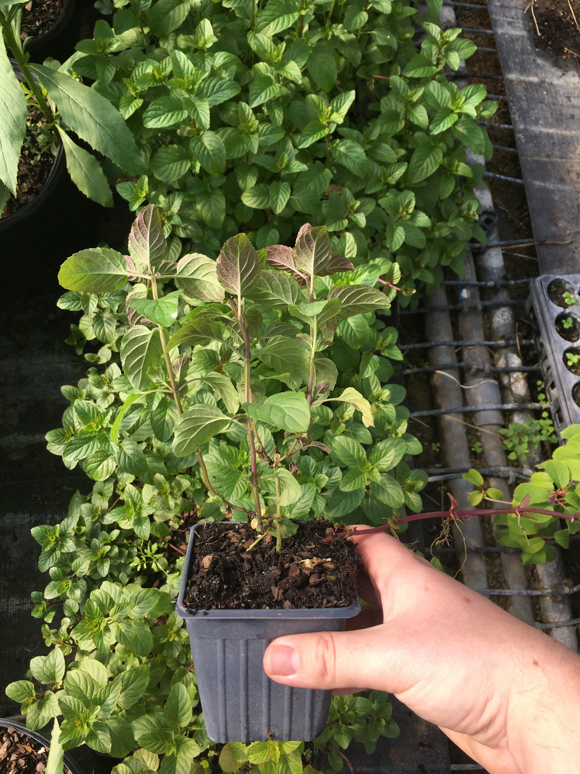 Organic orange mint order plant 1 count Large- Grown in the U.S.A.