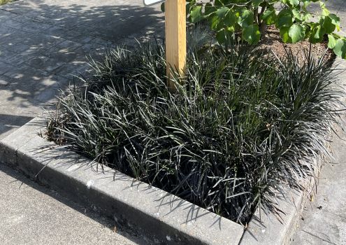 Black Mondo Decorative Grass Plants Bareroot, you chose amount!