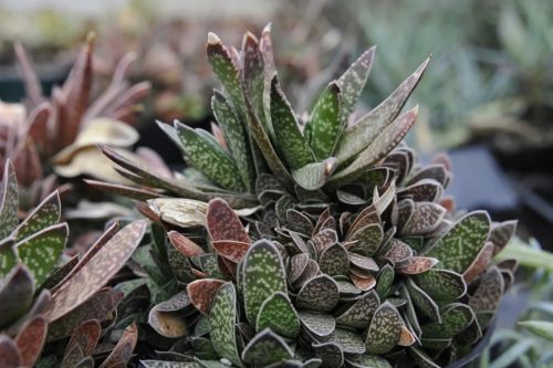 Ox Tongue Gasteria in 3.5 inch Size Pots/Tropical plant—you choose amount!! Do not order in extrem