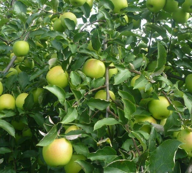 daylilynursery: Mutsu (Crispin) Apple Trees Bareroot 2-3 feet tall ...