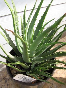 Hedgehog Aloe Vera Plants in 4 Inch Containers/ Burn Plant