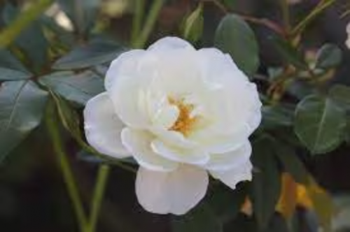 Victory White Camellia in 4 inch pot *Cold and Heat Sensitive* Cannot Ship Out of the USA
