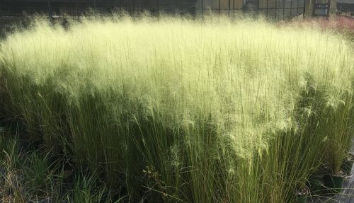 White Muhly Grass in 2.5 Inch Containers – Starter Plants