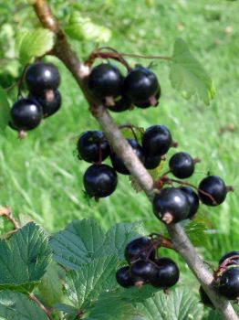 Black Currant Ben Nevis in 3.5 inch pot. Nicely rooted plant. You choose amount!