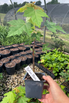 Autumn Blaze Maple Tree in a 3.5″ Pot—Ready for Planting!!!