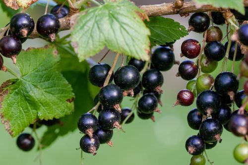 Black Currant Consort in 3.5 inch pot. Nicely rooted plant. You choose amount! Do not order in extre