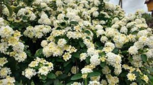 Bandana White Lantana Camara Flowers–Live Plants-Natural Mosquito Repellant Garden-Attract Humming