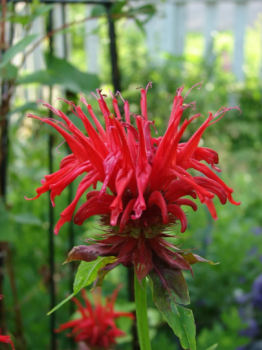 Bee Balm ‘Jacob Cline’ Monarda Plants in Separate 4 inch containers- Daylily Nursery…one plant