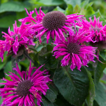Bee Balm ‘Bee Free’ Monarda Plants in Separate 4 inch containers- Daylily Nursery…one plant pe