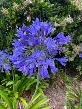 3 Bareroot Blue Agapanthus/ Lily of the Nile