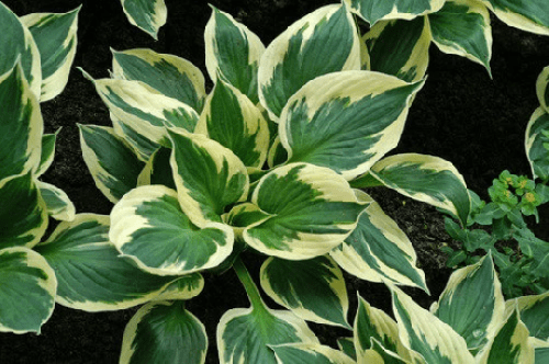 Patriot Hosta Plants in 3.5 inch cups, you choose amount!