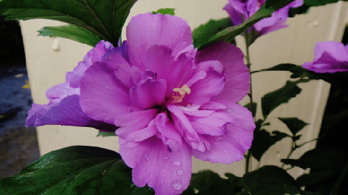 Rose Of Sharon (Althea) in 2.5 inch pot