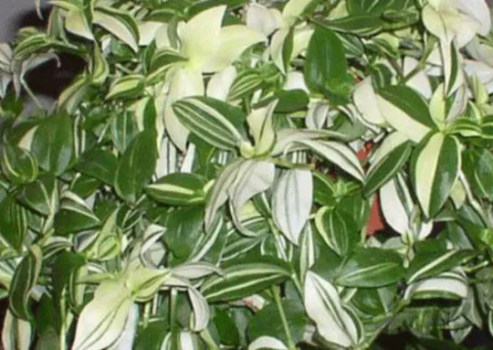 Variegated Wandering Jew Plants in 4 Inch Pots. Do not order in extreme temps, hot or cold.